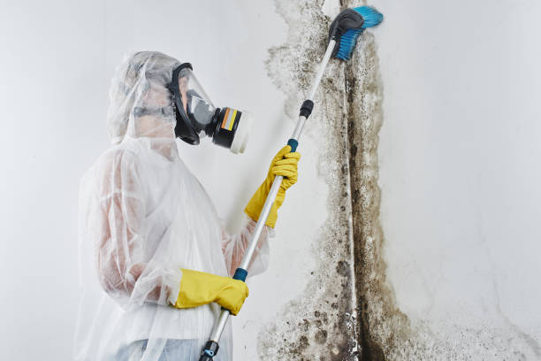 Best Post-Flood Mold Remediation in South Glens Falls, NY